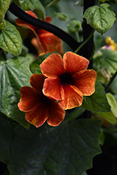 Tangerine Slice A-Peel Black-Eyed Susan (Thunbergia alata 'DL1501') at Hunniford Gardens