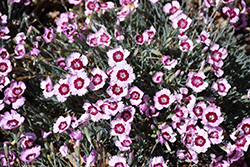 Mountain Frost Ruby Snow Pinks (Dianthus 'KonD1400K4') at Hunniford Gardens