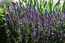 Violet Riot Sage (Salvia nemorosa 'Violet Riot') at Hunniford Gardens