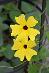 Sunny Lemon Star Black-Eyed Susan (Thunbergia alata 'Sunny Lemon Star') at Hunniford Gardens