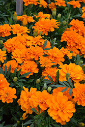 Durango Tangerine Marigold (Tagetes patula 'Durango Tangerine') at Hunniford Gardens