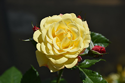 Rugelda Rose (Rosa 'KORruge') at Hunniford Gardens