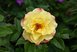 Rugelda Rose (Rosa 'KORruge') at Hunniford Gardens