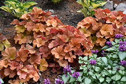 Northern Exposure Amber Coral Bells (Heuchera 'TNHEUNEA') at Hunniford Gardens