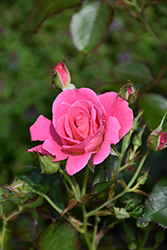 Aurora Borealis Rose (Rosa 'VLR002') at Hunniford Gardens