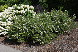 Happy Face White Potentilla (Potentilla fruticosa 'White Lady') at Hunniford Gardens