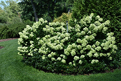 Little Lime Hydrangea (Hydrangea paniculata 'Jane') at Hunniford Gardens