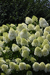 Limelight Prime Hydrangea (Hydrangea paniculata 'SMNHPPH') at Hunniford Gardens