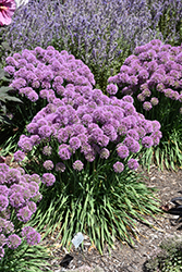 Serendipity Ornamental Onion (Allium 'Serendipity') at Hunniford Gardens