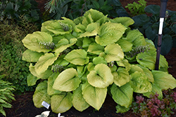 Shadowland Coast to Coast Hosta (Hosta 'Coast to Coast') at Hunniford Gardens