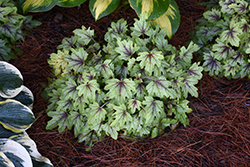 Fun and Games Eye Spy Foamy Bells (Heucherella 'Eye Spy') at Hunniford Gardens