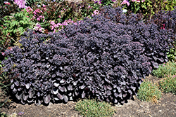 Rock 'N Grow Back in Black Stonecrop (Sedum 'Back In Black') at Hunniford Gardens