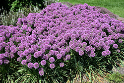 Serendipity Ornamental Onion (Allium 'Serendipity') at Hunniford Gardens