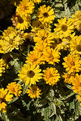 Bit Of Honey False Sunflower (Heliopsis helianthoides 'Bit Of Honey') at Hunniford Gardens