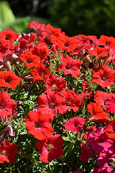 Supertunia Really Red Petunia (Petunia 'Sunremi') at Hunniford Gardens