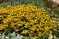 Goldblitz Coneflower (Rudbeckia fulgida 'Goldblitz') at Hunniford Gardens