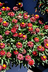 Mohave Dark Red Strawflower (Bracteantha bracteata 'KLEBB16011') at Hunniford Gardens