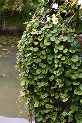 HILLIER Sunburst Moneywort (Lysimachia christiniae 'HILLYSSUN') at Hunniford Gardens