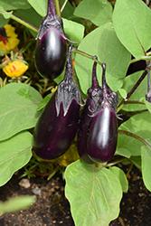 Patio Baby Eggplant (Solanum melongena 'Patio Baby') at Hunniford Gardens