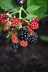 Chester Thornless Blackberry (Rubus 'Chester') at Hunniford Gardens