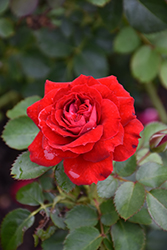 Canadian Shield Rose (Rosa 'CCA576') at Hunniford Gardens