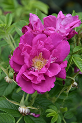 Purple Pavement Rose (Rosa 'Purple Pavement') at Hunniford Gardens