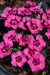 Paint The Town Fancy Pinks (Dianthus 'Paint The Town Fancy') at Hunniford Gardens