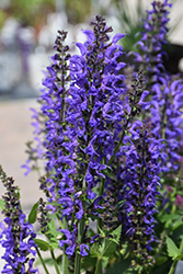 Color Spires Indiglo Girl Sage (Salvia 'Indiglo Girl') at Hunniford Gardens