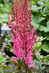 Mighty Chocolate Cherry Chinese Astilbe (Astilbe chinensis 'Mighty Chocolate Cherry') at Hunniford Gardens