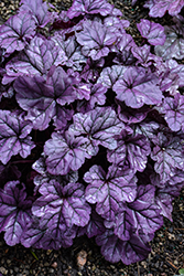 Dolce Wildberry Coral Bells (Heuchera 'Wildberry') at Hunniford Gardens