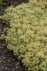 What A Doozie Stonecrop (Sedum spurium 'Spiraling Doozie') at Hunniford Gardens