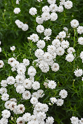 Peter Cottontail Yarrow (Achillea ptarmica 'Peter Cottontail') at Hunniford Gardens