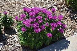 Leading Lady Plum Beebalm (Monarda 'Leading Lady Plum') at Hunniford Gardens