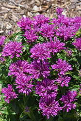 Leading Lady Plum Beebalm (Monarda 'Leading Lady Plum') at Hunniford Gardens