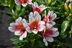 Inca Lucky Alstroemeria (Alstroemeria 'Koncalucky') at Hunniford Gardens