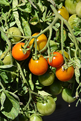 Tumbler Tomato (Solanum lycopersicum 'Tumbler') at Hunniford Gardens