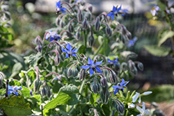 Borage (Borago officinalis) at Hunniford Gardens