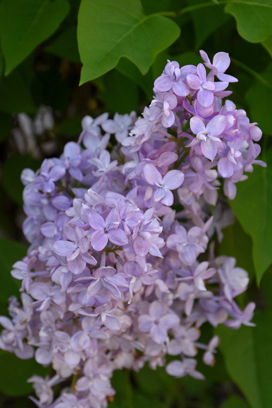 Scentara Double Blue Lilac (Syringa x hyacinthiflora 'SMNSHBBL') in ...