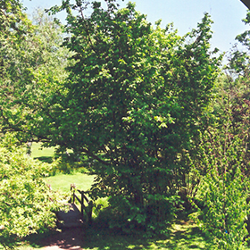 Plant Photo 3