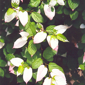 Plant Photo 1