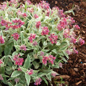 Plant Photo 7