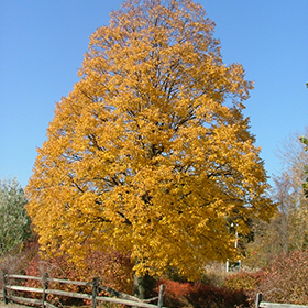 Plant Photo 2