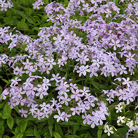 Plant Photo 4