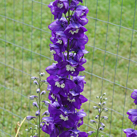 Plant Photo 3