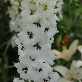 Plant Photo 5