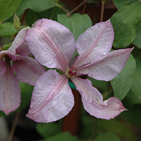 Plant Photo 7