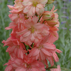 Plant Photo 6