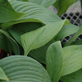 Plant Photo 9