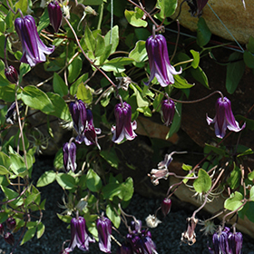 Plant Photo 8