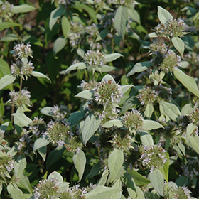 Plant Photo 1